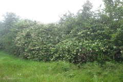 Aconogonon molle